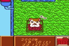 Tottoko Hamutarou - Tomodachi Daisakusen Dechu (J) [C][!] - screen 1