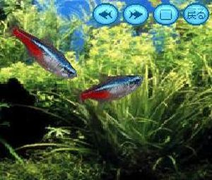 Kokoro ga Uruou Birei Aquarium DS - Tetra - Guppy - Angelfish (J) [0975] - screen 2