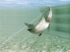 Fish Eyes Wild - screen 2