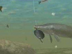 Fish Eyes Wild - screen 1